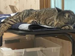Reunited Male Cat last seen Webb bridge road, Alpharetta, GA 30005