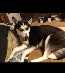 Reunited Female Dog last seen Green Trail Crossing, West Milford, NJ 07456