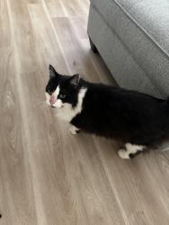 Lost Female Cat last seen N 27th pl and Oak, Phoenix, AZ 85008