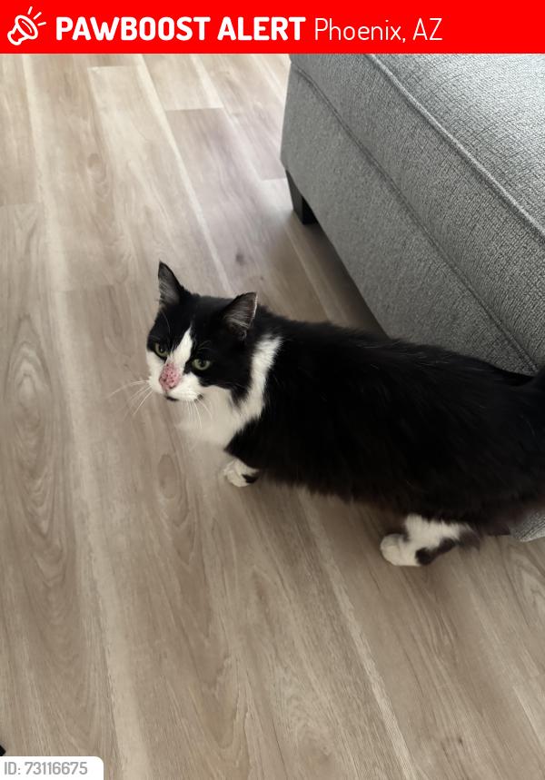 Lost Female Cat last seen N 27th pl and Oak, Phoenix, AZ 85008