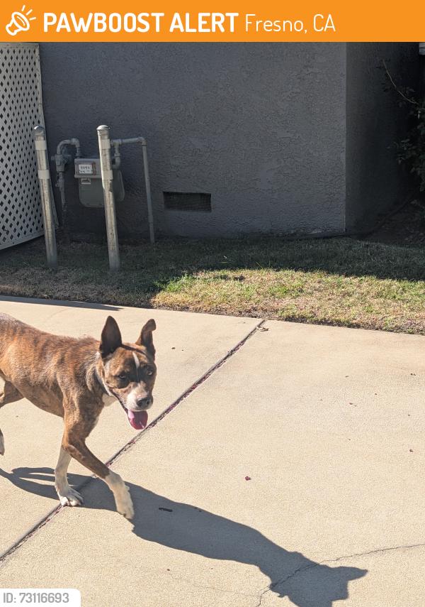 Found/Stray Male Dog last seen 1st & Ashland, Fresno, CA 93726