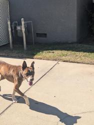 Found/Stray Male Dog last seen 1st & Ashland, Fresno, CA 93726