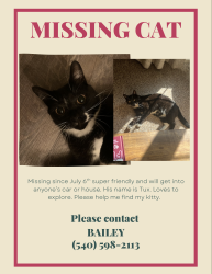 Lost Male Cat last seen Crowell gap road, Roanoke, VA 24014