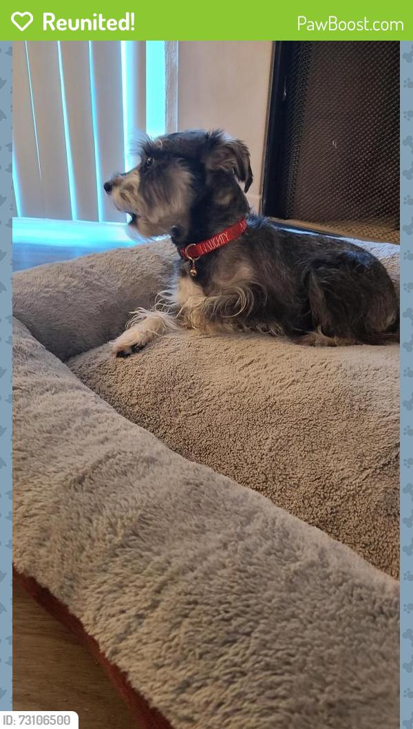 Reunited Female Dog last seen Overland Stage, Arlington, TX 76017