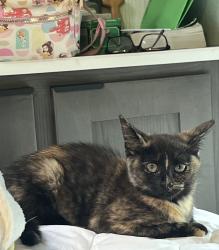 Lost Female Cat last seen Near Sandpiper Road, Corolla, NC 27927, Corolla, NC 27927