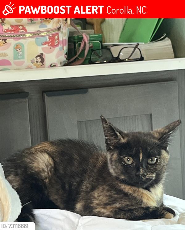 Lost Female Cat last seen Near Sandpiper Road, Corolla, NC 27927, Corolla, NC 27927