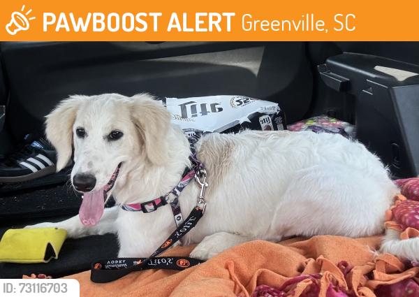Found/Stray Female Dog last seen Greenville Tech College, Greenville, SC 29617