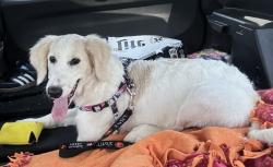 Found/Stray Female Dog last seen Greenville Tech College, Greenville, SC 29617