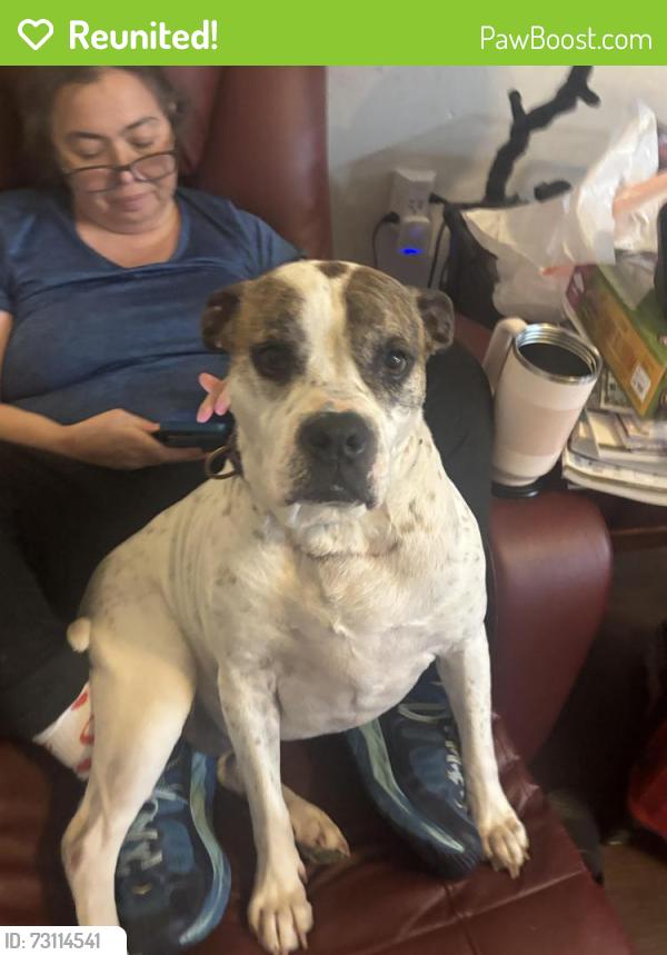 Reunited Female Dog last seen Caswell Road , Estes, Chapel Hill, NC 27514