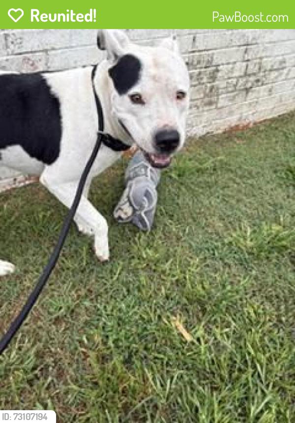 Reunited Female Dog last seen Near alamo street, West Columbia, TX 77486