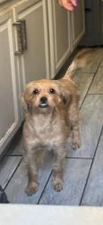 Lost Female Dog last seen Near Sedgwick ave building , The Bronx, NY 10468