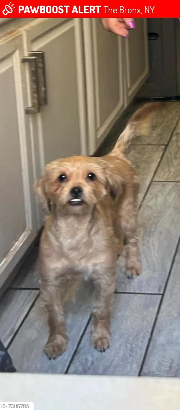Lost Female Dog last seen Near Sedgwick ave building , The Bronx, NY 10468