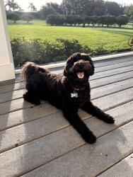 Reunited Male Dog last seen Chase Hammock Rd, Merritt Island, FL 32953
