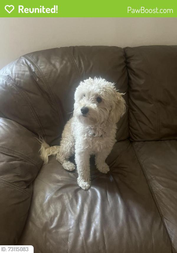Reunited Male Dog last seen west lake dr and mariners way, Menifee, CA 92584
