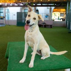 Shelter Stray Female Dog last seen , 361 S Raymond Ave, Pasadena, CA 91105, USA