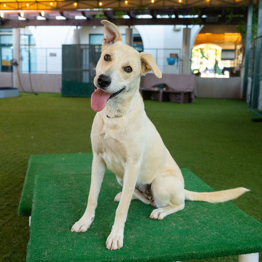 Shelter Stray Female Dog last seen , 361 S Raymond Ave, Pasadena, CA 91105, USA
