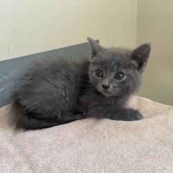 Shelter Stray Male Cat last seen , 361 S Raymond Ave, Pasadena, CA 91105, USA