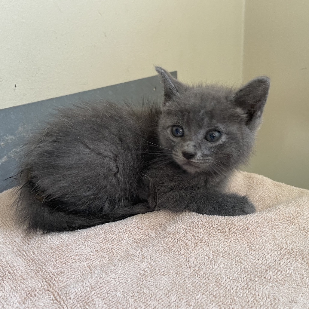 Shelter Stray Male Cat last seen , 361 S Raymond Ave, Pasadena, CA 91105, USA