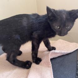 Shelter Stray Female Cat last seen , 361 S Raymond Ave, Pasadena, CA 91105, USA
