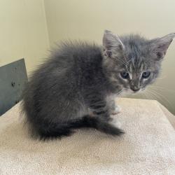Shelter Stray Male Cat last seen , 361 S Raymond Ave, Pasadena, CA 91105, USA