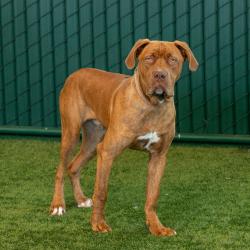 Shelter Stray Male Dog last seen , 361 S Raymond Ave, Pasadena, CA 91105, USA