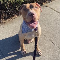 Shelter Stray Male Dog last seen , 3612 11th Ave, Los Angeles, CA 90018, USA