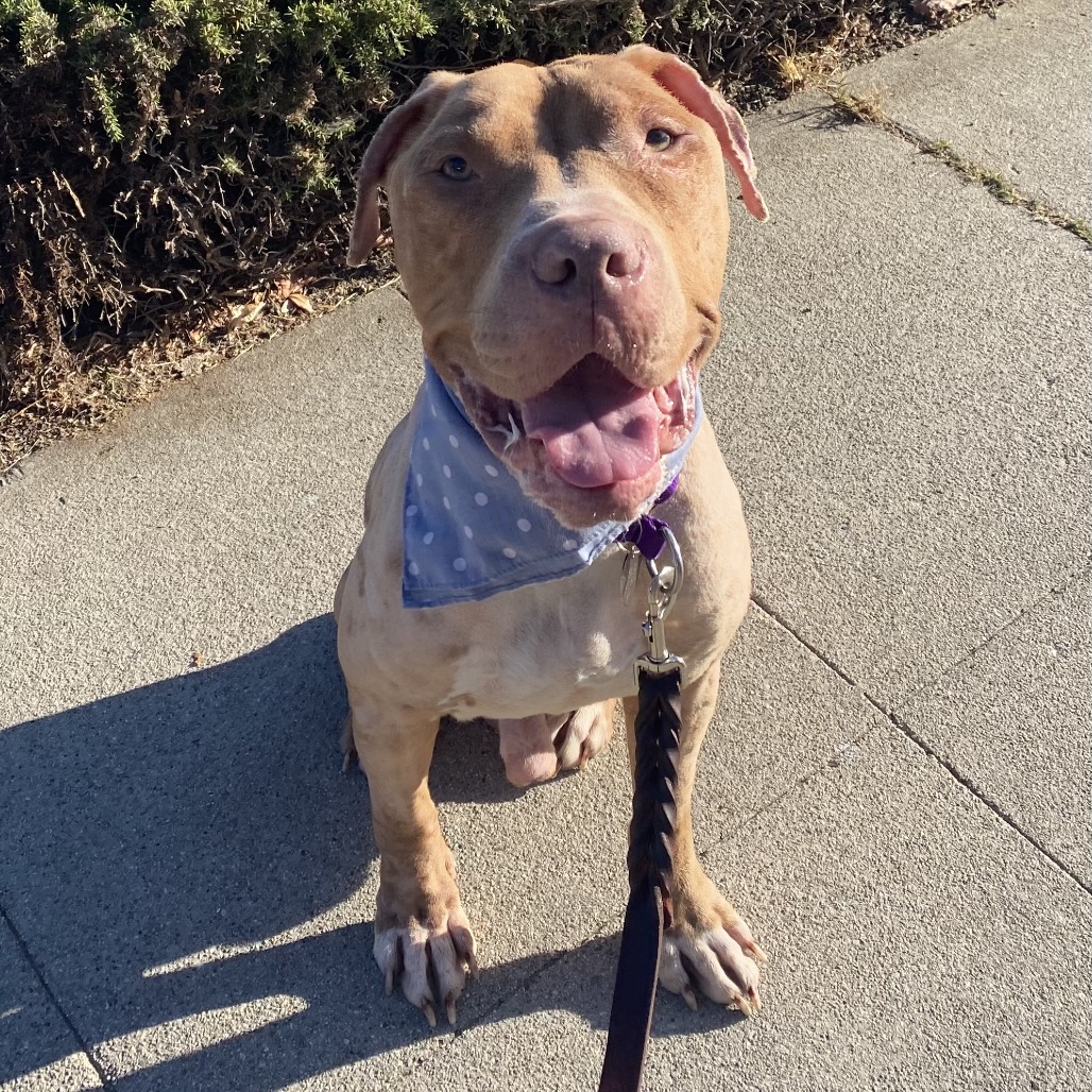Shelter Stray Male Dog last seen , 3612 11th Ave, Los Angeles, CA 90018, USA
