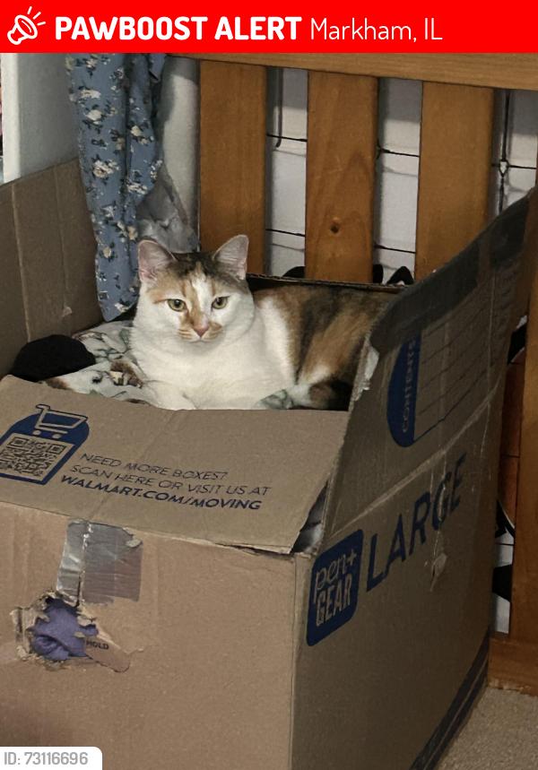 Lost Female Cat last seen dixie highway, Markham, IL 60428