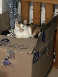 Lost Female Cat last seen dixie highway, Markham, IL 60428