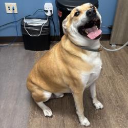 Shelter Stray Male Dog last seen , 1109 Moore Ave, Portland, TX 78374, USA
