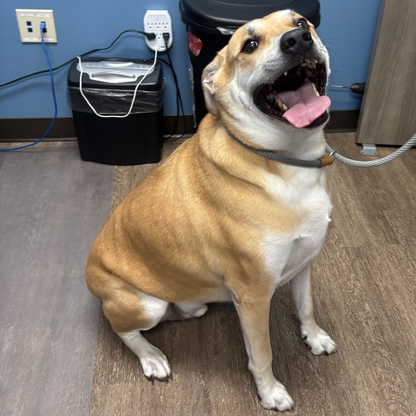 Shelter Stray Male Dog last seen , 1109 Moore Ave, Portland, TX 78374, USA