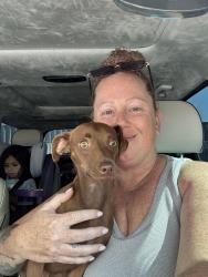 Reunited Male Dog last seen Sheldon/Jocelyn, Elk Grove, CA 95758