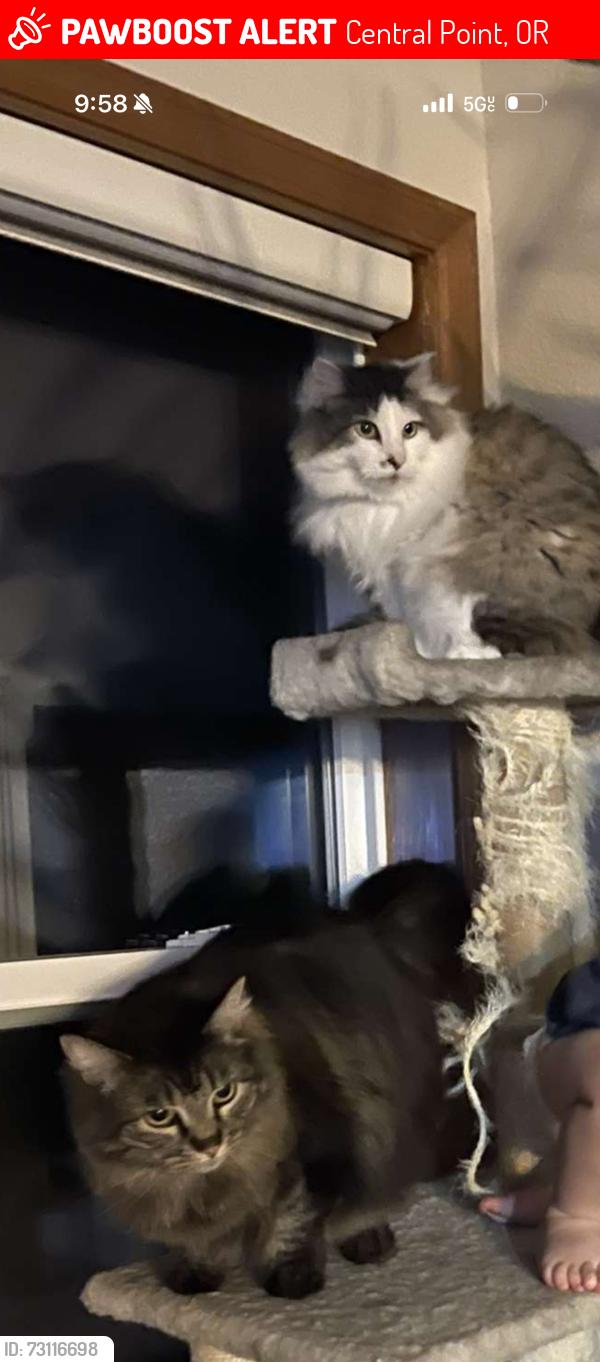 Lost Female Cat last seen Near, Central Point, OR 97502