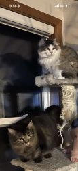 Lost Female Cat last seen Near, Central Point, OR 97502