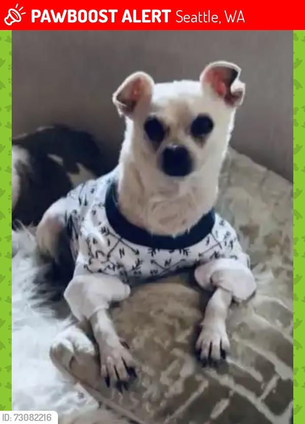Lost Male Dog last seen S 116th St and Military Rd S, Seattle, WA 98168