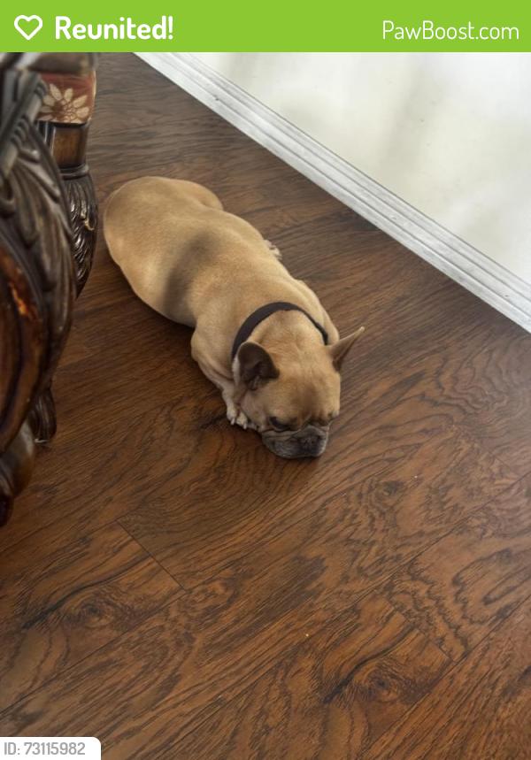 Reunited Female Dog last seen La crescentia dr, Chula Vista, CA 91910