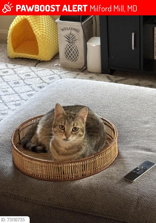 Lost Female Cat last seen Diamond Ridge apmts, Milford Mill, MD 21244