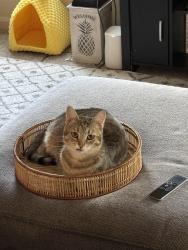 Lost Female Cat last seen Diamond Ridge apmts, Milford Mill, MD 21244