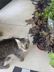 Found/Stray Unknown Cat last seen Twin eagles neighborhood, Huntertown, IN 46748