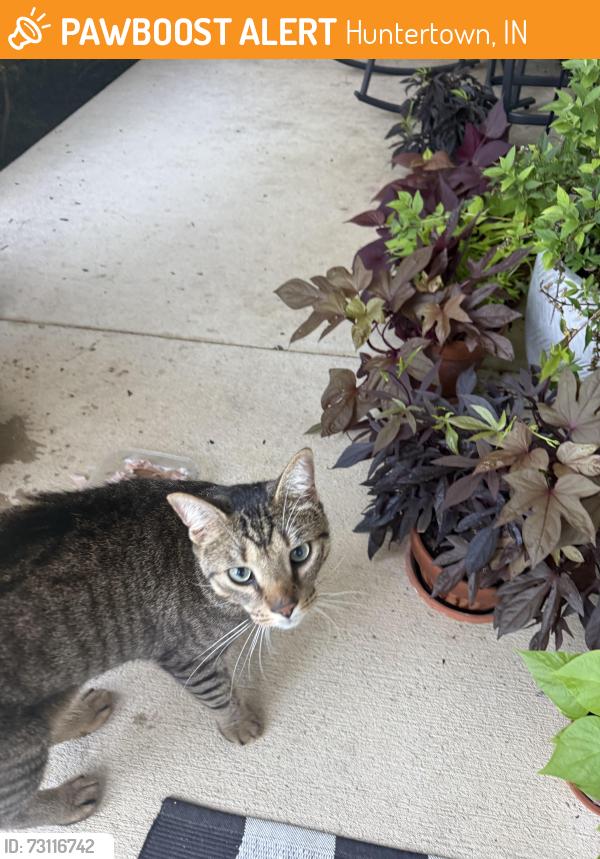 Found/Stray Unknown Cat last seen Twin eagles neighborhood, Huntertown, IN 46748