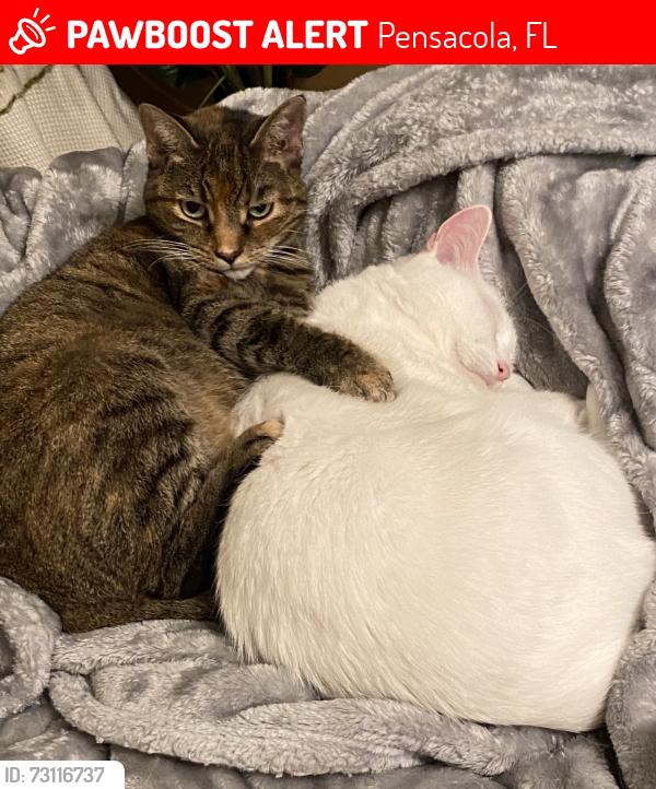 Lost Female Cat last seen VanPelt, Pensacola, FL 32505