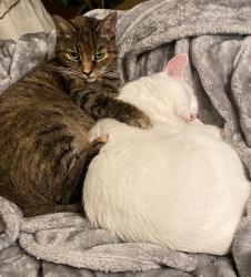 Lost Female Cat last seen VanPelt, Pensacola, FL 32505
