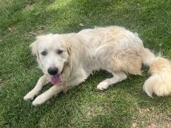 Lost Male Dog last seen Mableton, Mableton, GA 30126