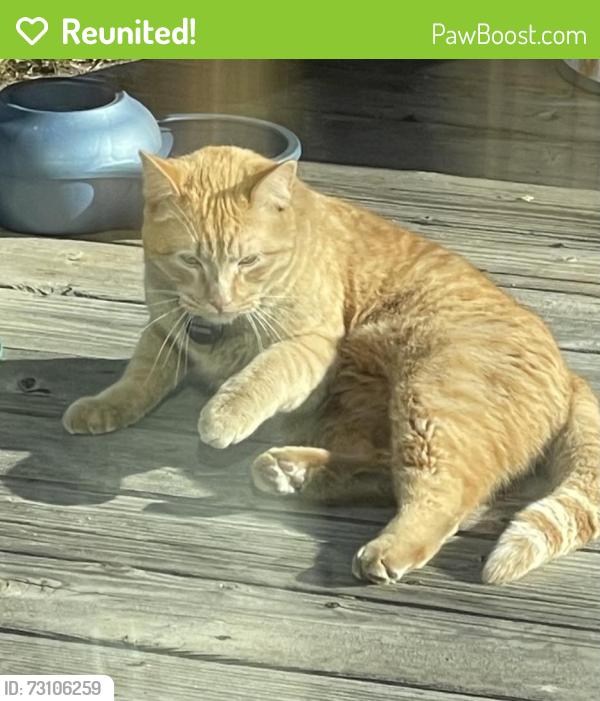 Reunited Male Cat last seen Banenberry Ln, Littleton, CO 80129