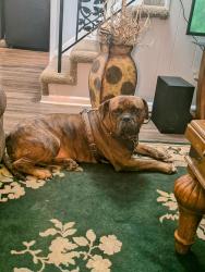 Reunited Male Dog last seen Getwell Rd from a video on Facebook, Memphis, TN 38118