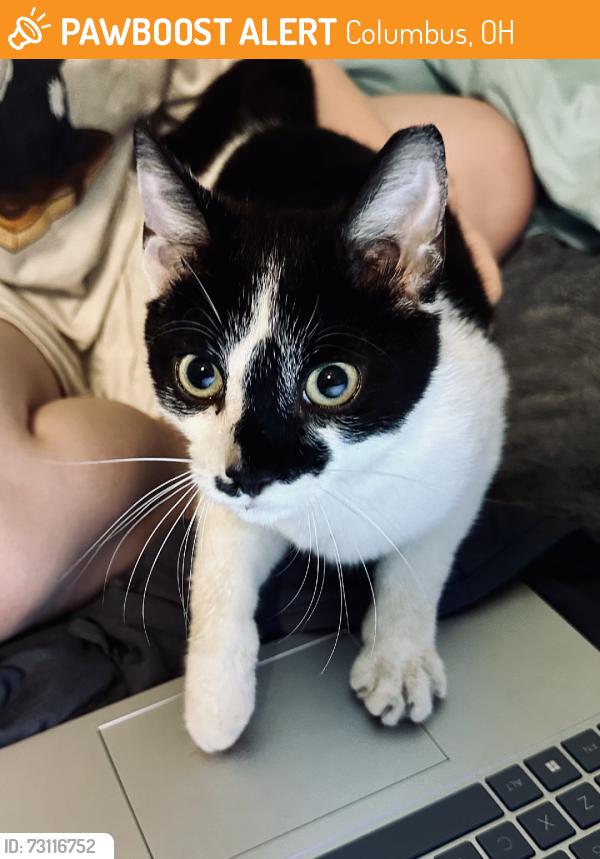 Found/Stray Male Cat last seen McNeill Farms, Columbus, OH 43004