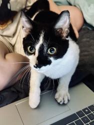 Found/Stray Male Cat last seen McNeill Farms, Columbus, OH 43004
