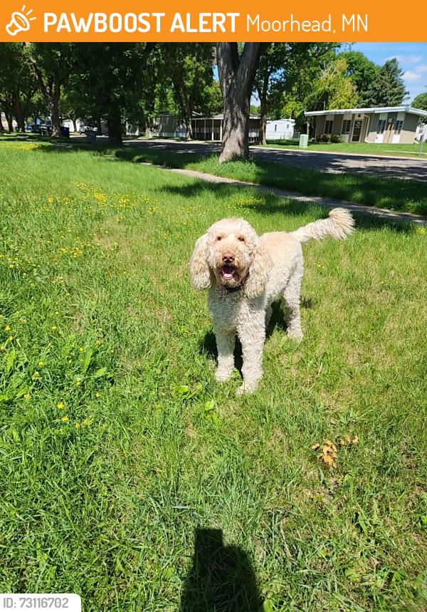 Found/Stray Female Dog last seen Sunset Lanes Bowling Alley, Moorhead, MN 56560