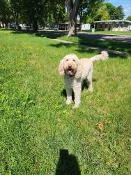 Found/Stray Female Dog last seen Sunset Lanes Bowling Alley, Moorhead, MN 56560