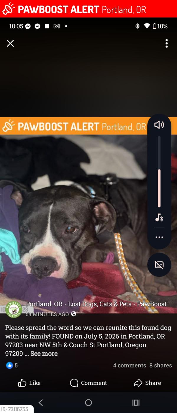 Lost Female Dog last seen Office Max on 3rd, Portland, OR 97214